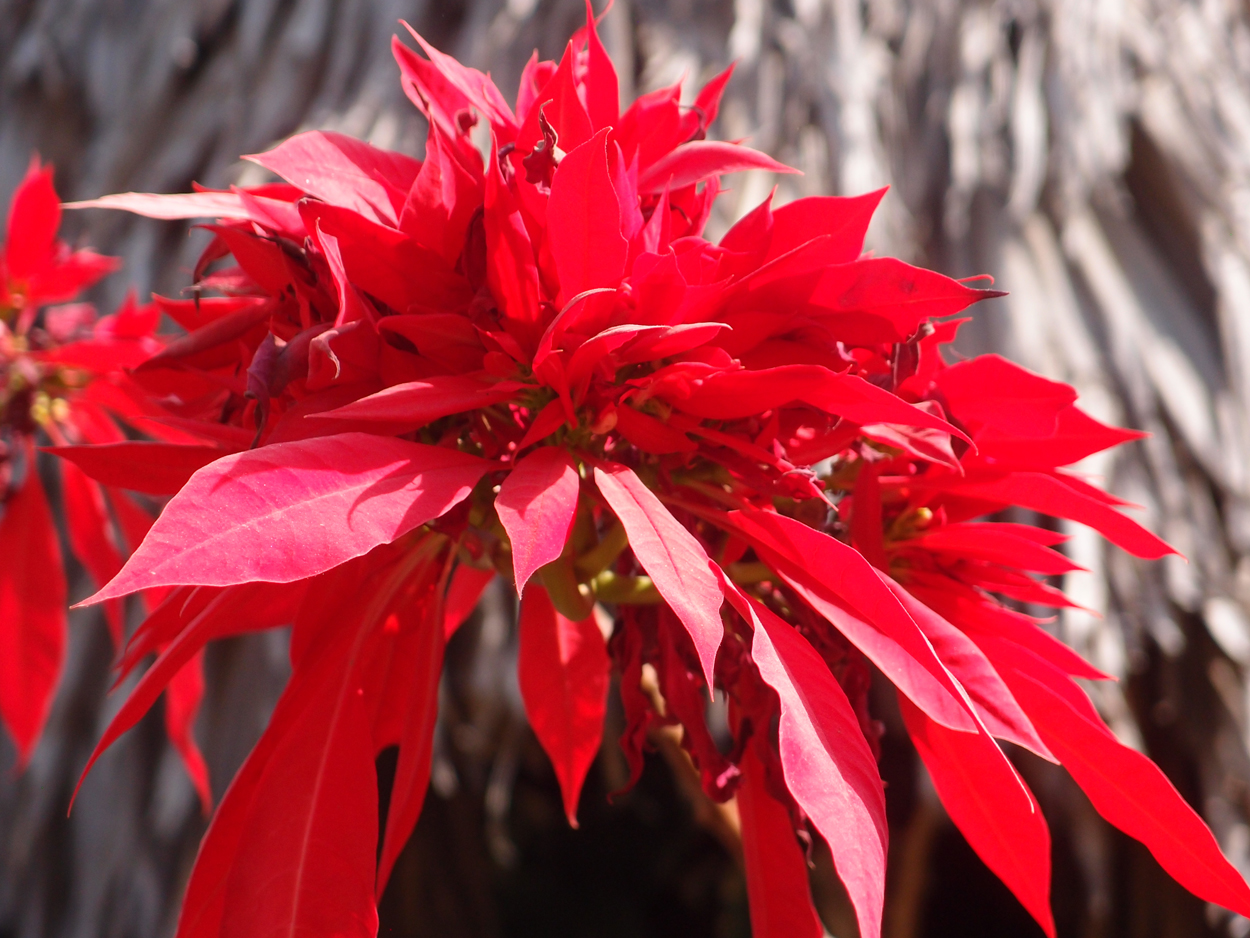 2018-01-21 13 Uhr - Rokpa Cafe (Audio + Foto) 